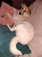 Sandy de Pup, uit Roemenië, Dieren en Toebehoren, Particulier, 15 weken tot 1 jaar, Buitenland, Teef