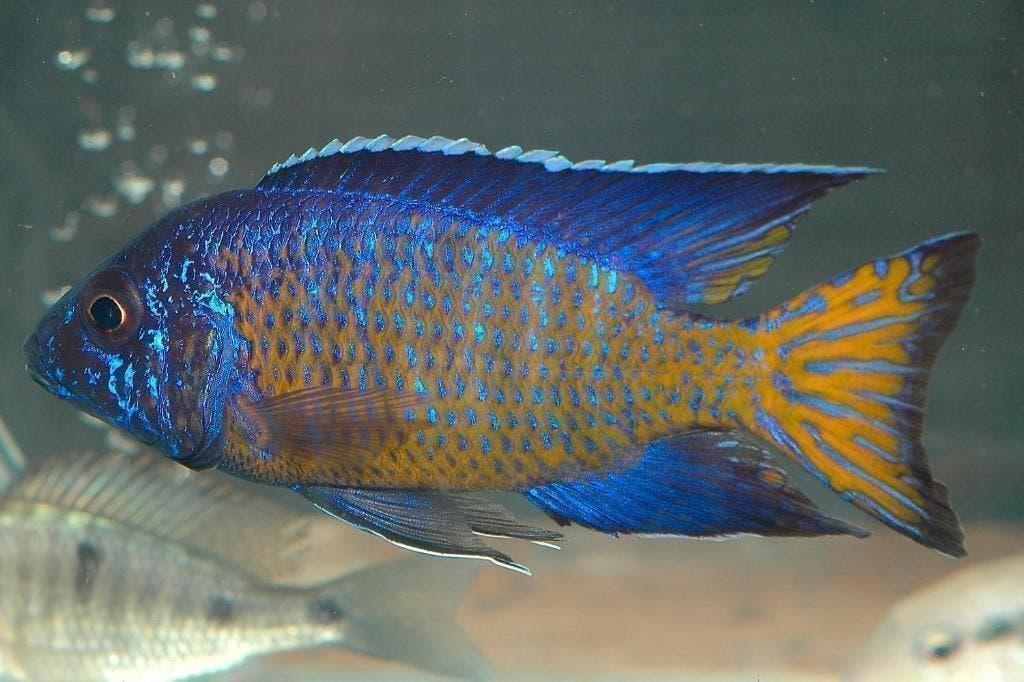 Ontdek ons uitgebreid assortiment Malawi cichlide 50soorten, Dieren en Toebehoren, Vissen | Aquariumvissen, Vis