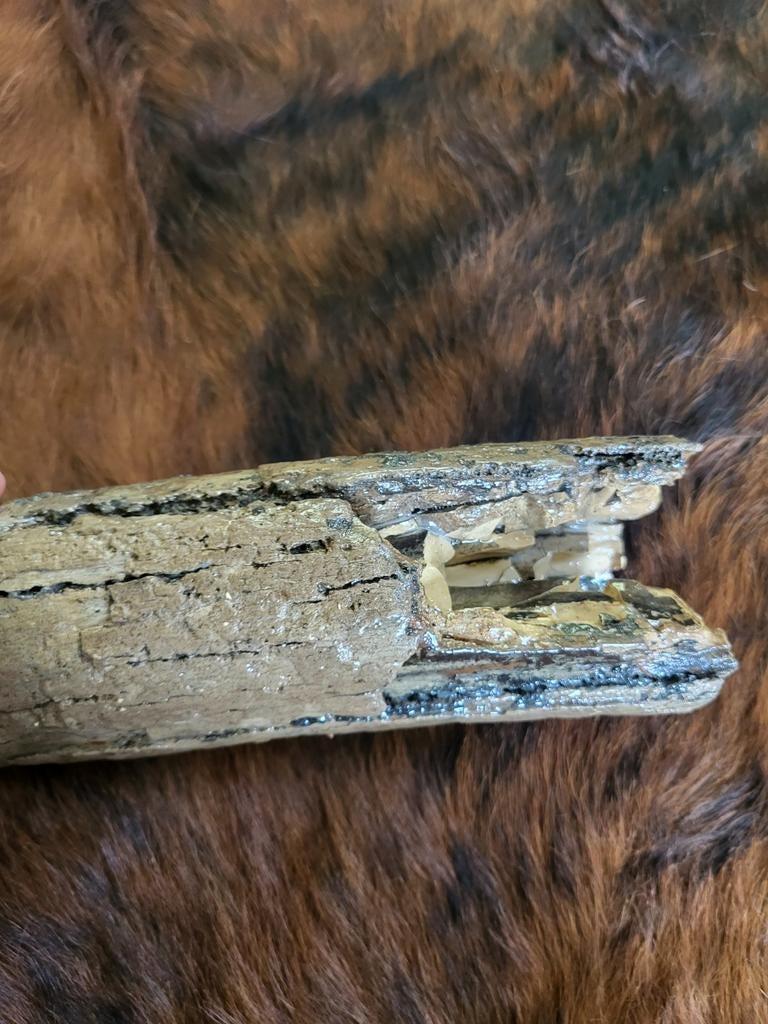 Mooi stuk mammoet slagtand met glanzende laag, Verzamelen, Mineralen en Fossielen, Ophalen of Verzenden