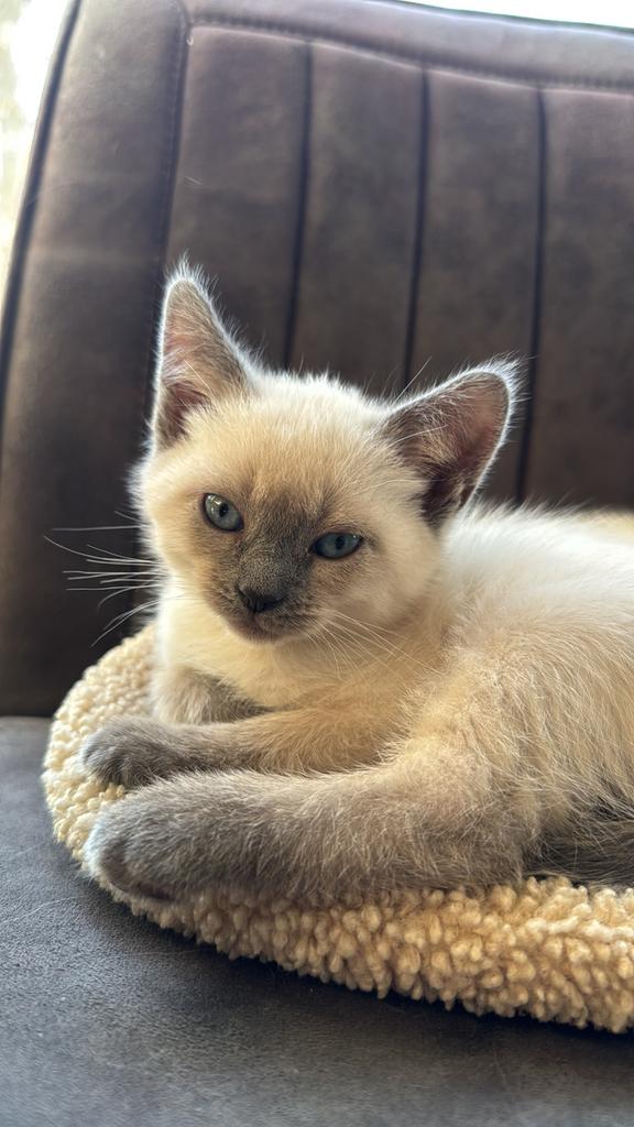 ** 1 kitten beschikbaar! Ragdoll - Siamees kittens, Dieren en Toebehoren, Meerdere dieren, 0 tot 2 jaar