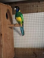 Portlincol parkieten, Meerdere dieren, Parkiet