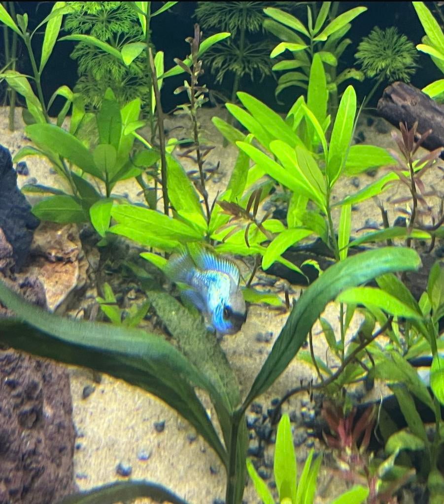 Blauwe acara, Kreeft, Krab of Garnaal