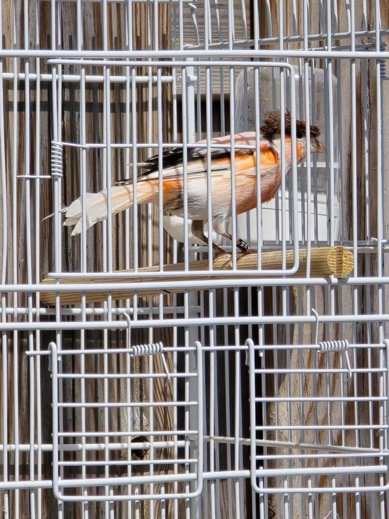 Kanarie vol op zang, Dieren en Toebehoren, Vogels | Kanaries, Mannelijk, Zangkanarie