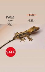 Wimpergekko crested gecko SALE, Dieren en Toebehoren, Hagedis, Tam, 0 tot 2 jaar