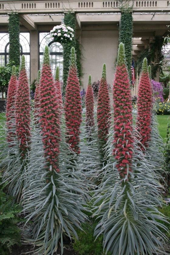 Echium wildpretii - Slangenkruid - Tenerifeanse trots, Overige soorten, Volle zon, Ophalen of Verzenden, Tweejarig