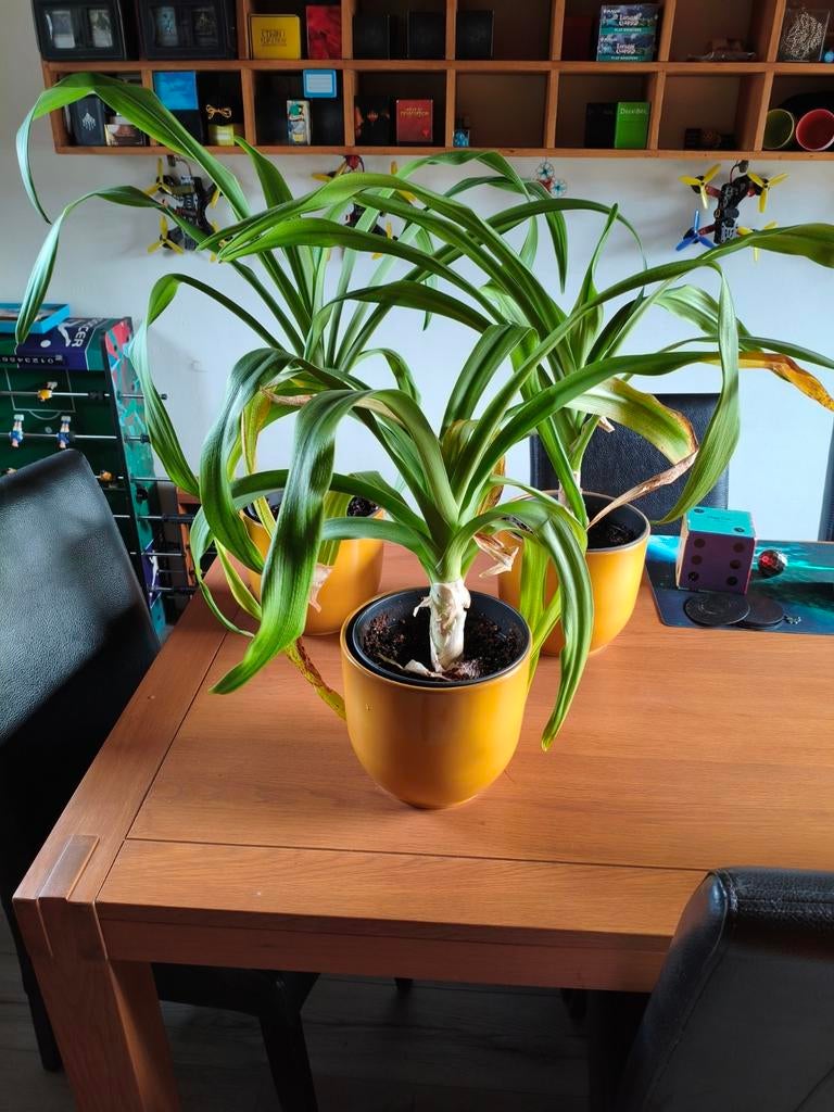 Kamerplant crinum asiaticum, Ophalen, Halfschaduw, Minder dan 100 cm