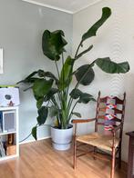 Strelitzia nicolai 2 meter + pot, Ophalen, 200 cm of meer, Overige soorten, Halfschaduw