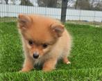 TE KOOP DWERGKEES PUP (pomeriaan), Parvo, Nederland, Keeshond, Reu