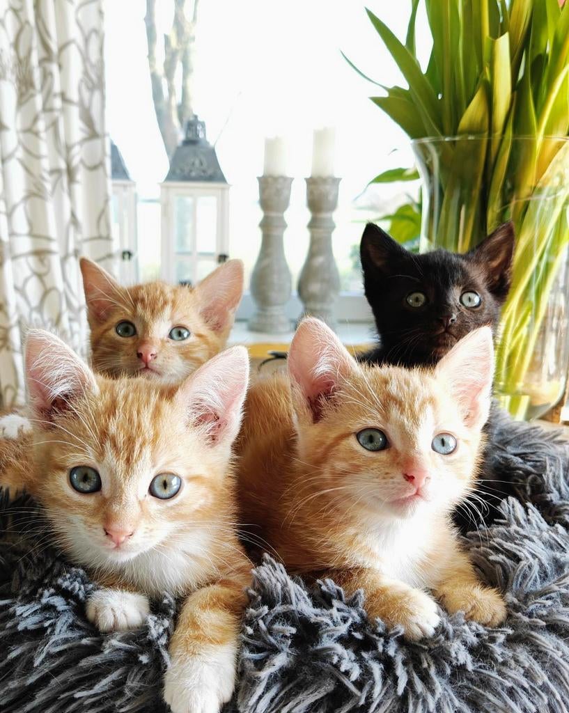 Prachtige lieve jonge kittens, Meerdere dieren