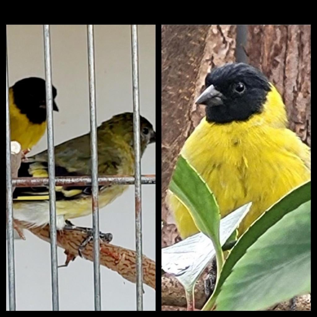 Zwartkopsijzen, Meerdere dieren