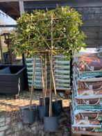 5 Photinia groenblijvende leibomen stam 130 cm