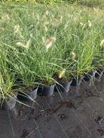 Lampepoetsersgras pennisetum hameln | siergrassen, Tuin en Terras, Planten | Tuinplanten, Ophalen of Verzenden, Siergrassen, Volle zon