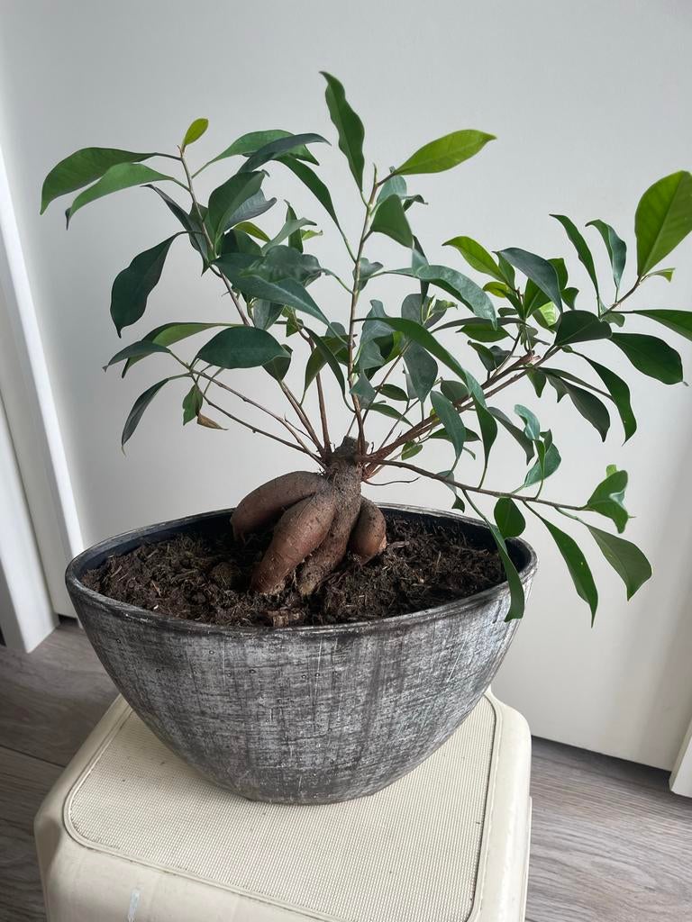 Bonsai boompje in bruine pot, Vaste plant, Bloeit niet, Halfschaduw, Ophalen