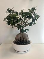 Ficus bonsai, Ophalen, Ficus, Halfschaduw, Minder dan 100 cm