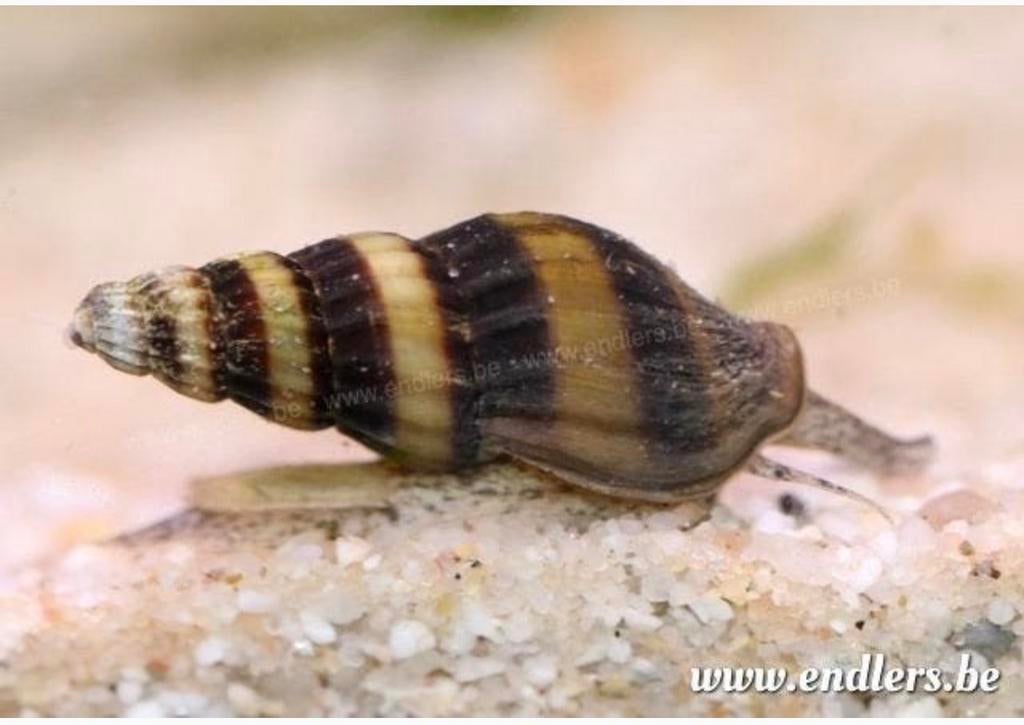 Helena slak ( slaketendeslakken ), Dieren en Toebehoren, Vissen | Aquariumvissen, Slak of Weekdier