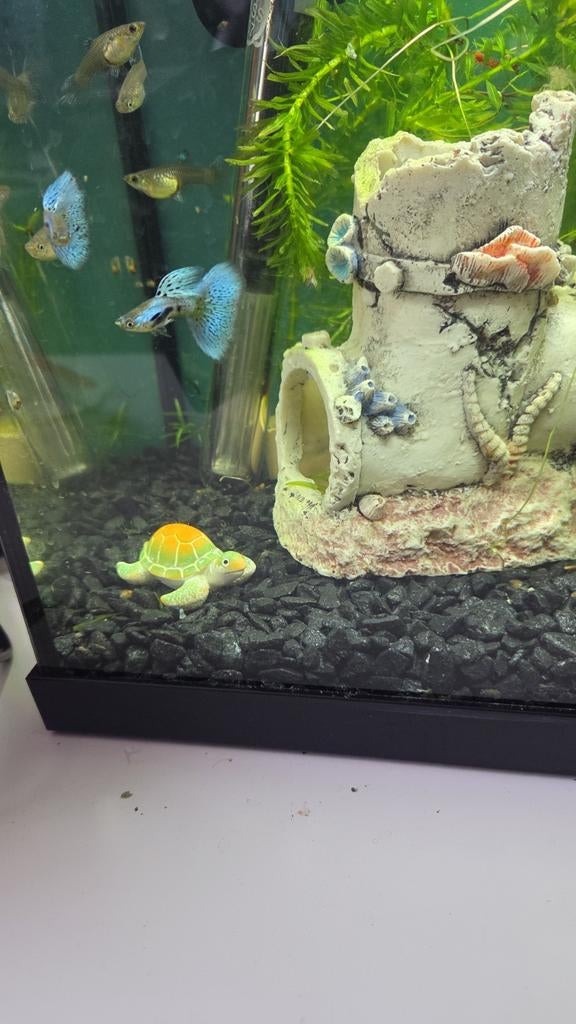 Singa blue grass guppen baby's 10 stuks raszuivere nakweek, Vis, Zoetwatervis