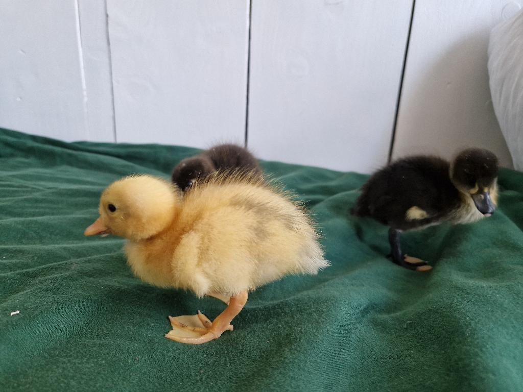 3 tamme indische loopeend kuikens, Dieren en Toebehoren, Pluimvee, Geslacht onbekend, Eend