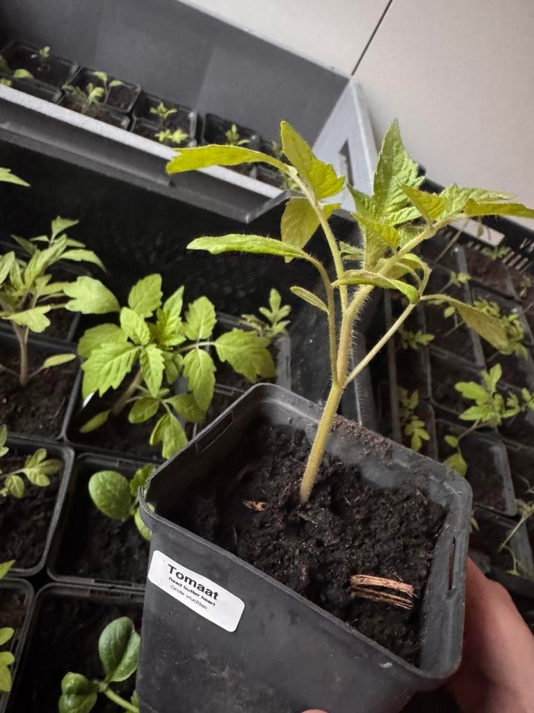 Diverse soorten tomaten planten biologisch, Ophalen, Eenjarig, Groenteplanten, Volle zon