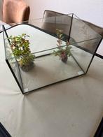 Mooie aquarium voor vissen met 2 plantjes, Ophalen, Zo goed als nieuw, Leeg aquarium