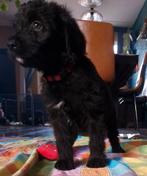 Prachtige Medium Labradoodle pups, 8 tot 15 weken, Meerdere dieren, Eén hond, Nederland