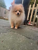 Pomeriaan pups, Dieren en Toebehoren, Particulier, 15 weken tot 1 jaar, Buitenland, Meerdere