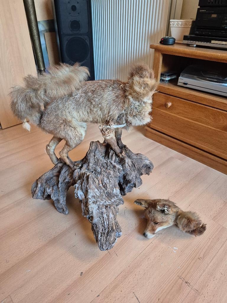 opgezette vos met schade, Verzamelen, Ophalen, Gebruikt, Wild dier, Opgezet dier