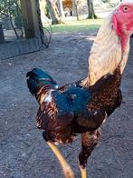 Broedeieren Indio Gigante, Dieren en Toebehoren, Geslacht onbekend, Kip