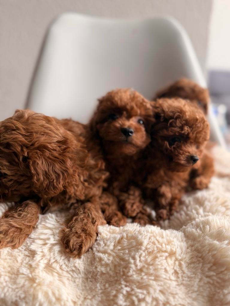 TOY POEDEL, Poedel, HCC (leverziekte), 8 tot 15 weken, Meerdere