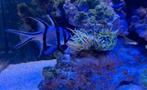 Inhoud zee aquarium, Vis, Zoutwatervis