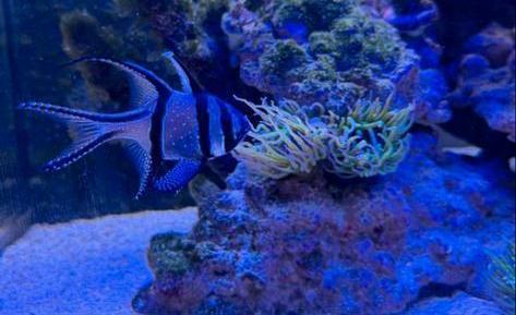 Inhoud zee aquarium, Dieren en Toebehoren, Vissen | Aquariumvissen, Zoutwatervis, Vis