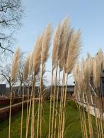 Pampas pluimen, Ophalen, Gebruikt