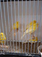 Waterslagers mannen, Dieren en Toebehoren, Mannelijk, Kleurkanarie