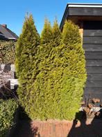 3 Coniferen te koop - ruim 220cm hoog, Tuin en Terras, Volle zon, Vaste plant, Bloeit niet, Ophalen