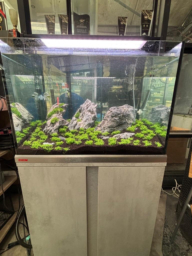 aquascaping hemianthus callitrichoides, Dieren en Toebehoren, Vissen | Aquaria en Toebehoren, Ophalen of Verzenden, Nieuw, Plant(en), Steen of Hout
