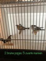 5 Bichenows, Dieren en Toebehoren, Meerdere dieren