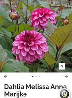 Dahlia Melissa Anna Marijke knollen, Verzenden, Volle zon, Knol