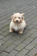 Maltipoo pups blonde en zwart reutje, Parvo, Nederland, Overige rassen, 8 tot 15 weken