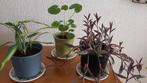 3 mooie planten: Tradescantia, Geranium en meer!, Ophalen, Overige soorten, Halfschaduw, In pot
