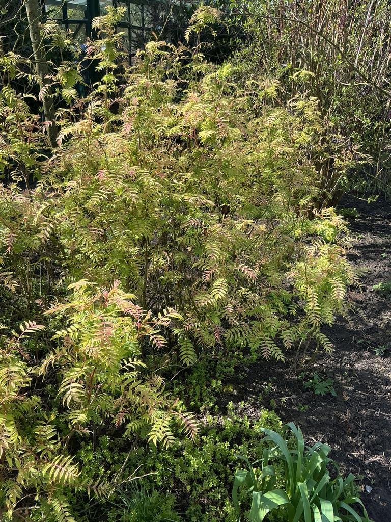 Sorbaria Sem Lijsterbesspirea, Ophalen, Overige soorten, Struik, 100 tot 250 cm
