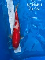 Te koop: Prachtige Kohaku koikarper Import, Karper of Koi