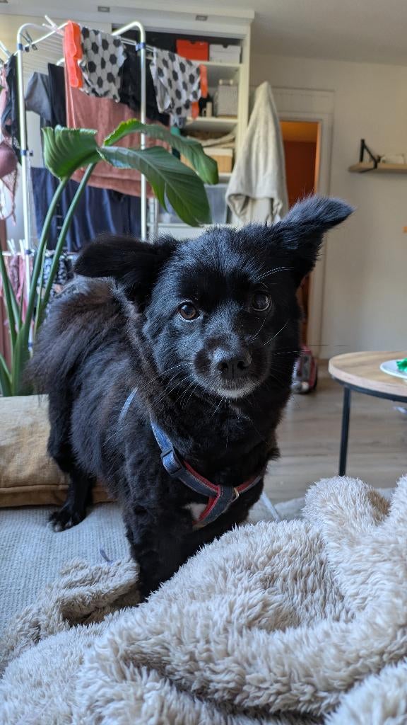 Hond 6 jaar, Dieren en Toebehoren, Honden | Niet-rashonden, 6 jaar of ouder, Particulier, Rabiës (hondsdolheid), Buitenland