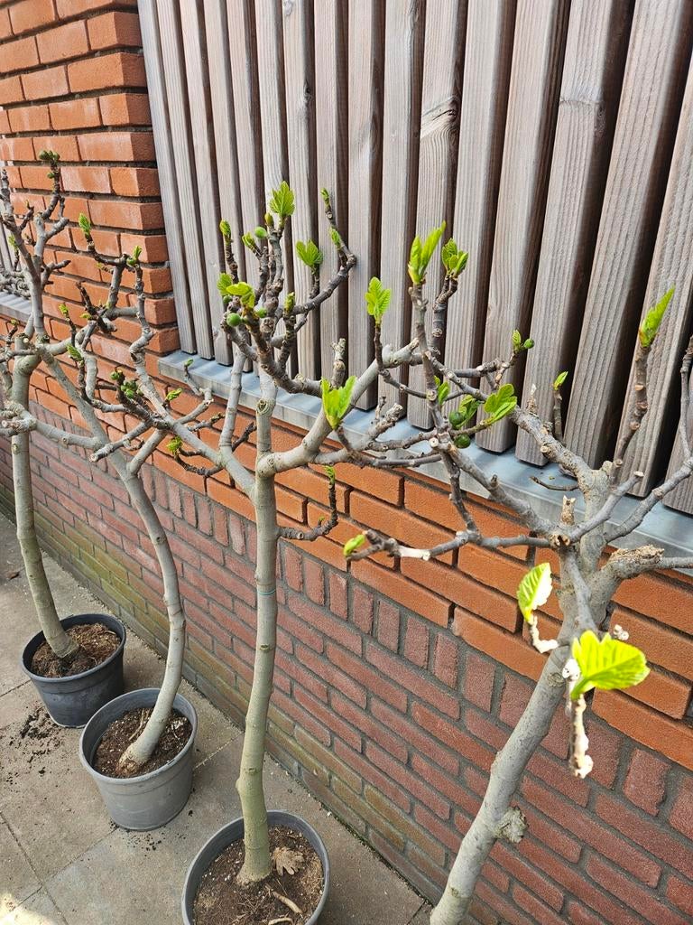 Vijgboompjes 140cm hoog, wat dikkere stam: 49 euro