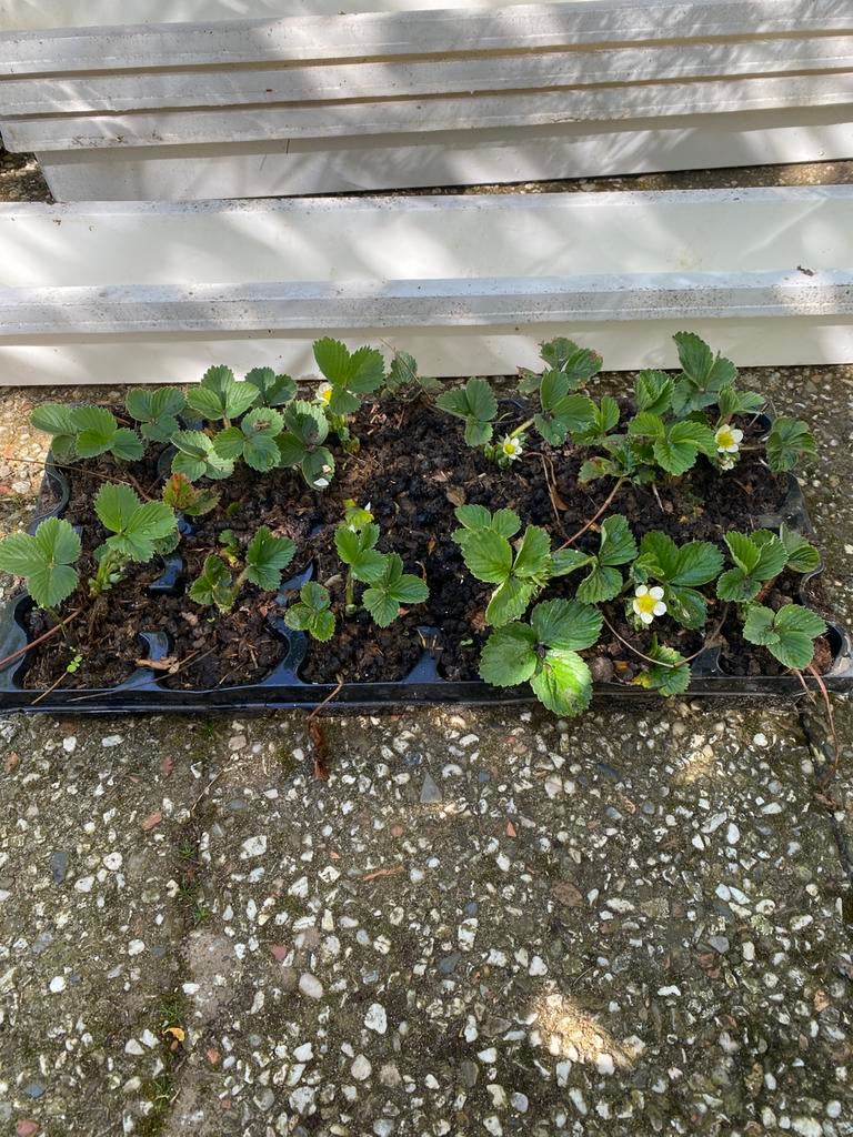 Aardbei planten kweekbak bloemmen pot, Ophalen of Verzenden, Volle zon