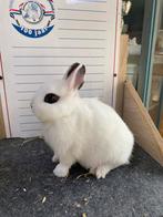 Mooie jonge handtamme dwergkonijnen, Mannelijk, Groot