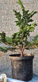 Juniperus Chinensis Bonsai - startmatriaal, Overige soorten, Volle zon, Vaste plant, Ophalen of Verzenden