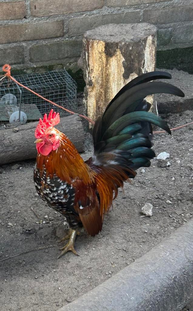 Gratis Hollands kriel haantje, Dieren en Toebehoren, Pluimvee, Mannelijk, Kip