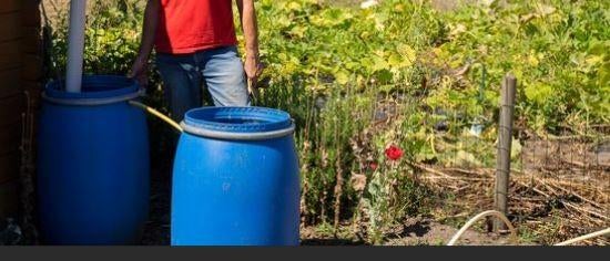 regenton blauw kunststof voor in de moestuin o.i.d., Tuin en Terras, Planten | Tuinplanten, Vaste plant, Halfschaduw, Zomer, Ophalen
