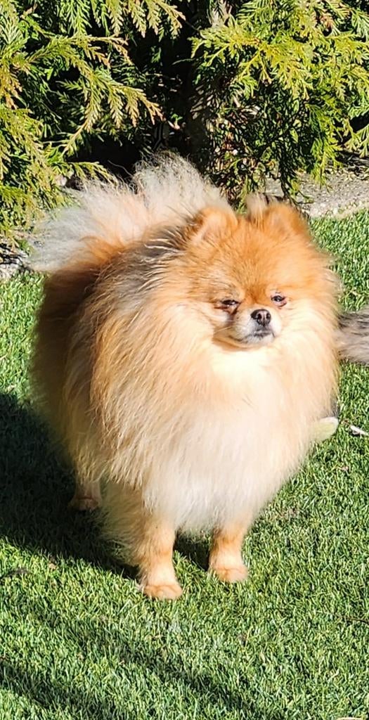 Pomeranian dekreu (niet te koop), Dieren en Toebehoren, Keeshond, Reu, 1 tot 2 jaar, Parvo