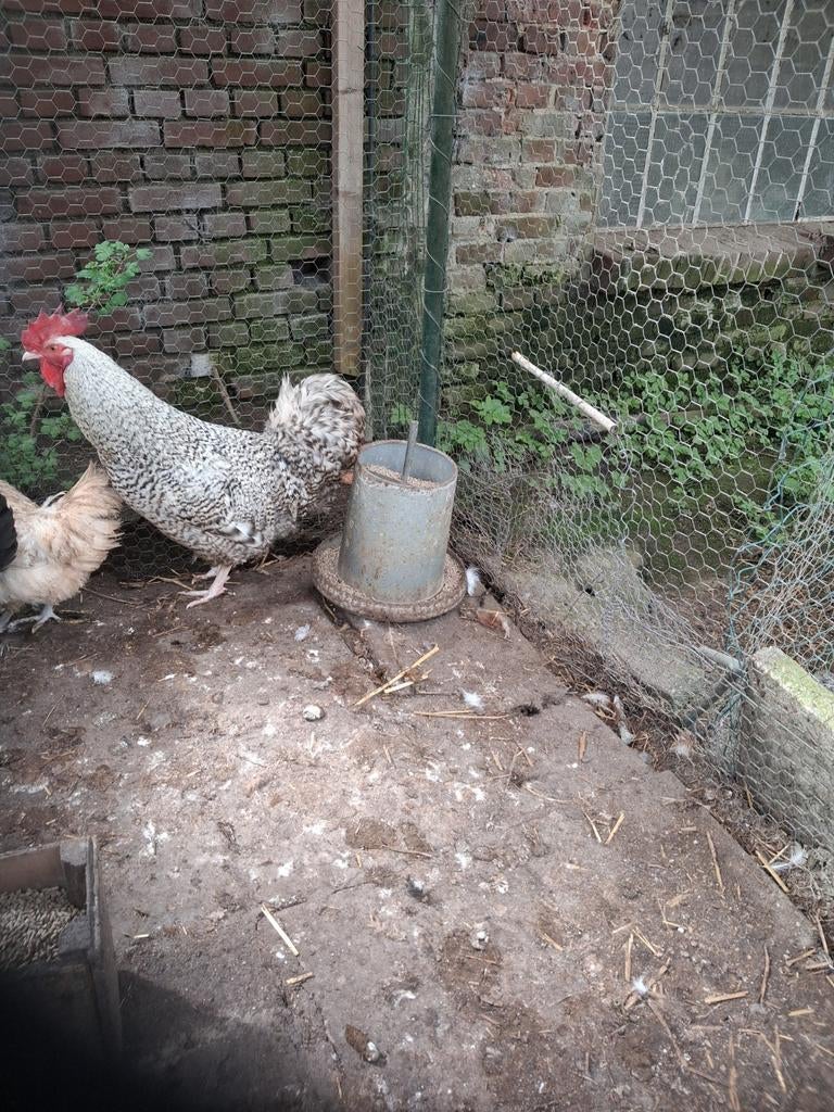 Gratis haan, Mannelijk, Kip