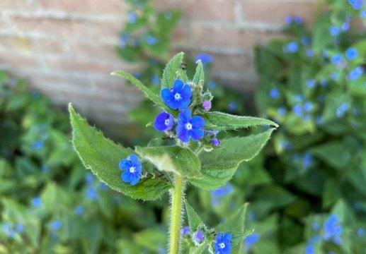 Ossentong, inheemse plant, Ophalen, Overige soorten, Volle zon